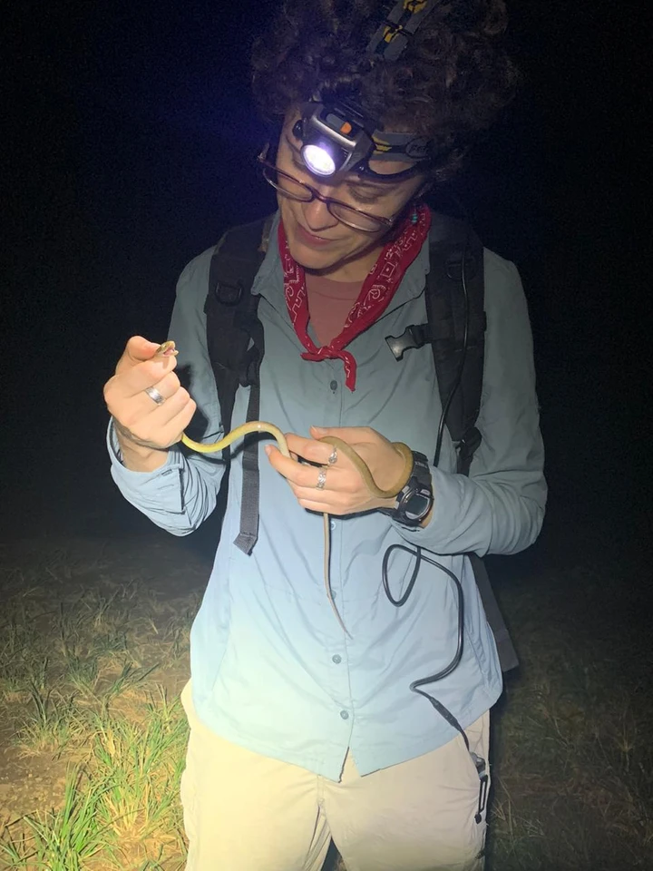 Juvenile Brown Tree Snake captured in the field on Guam. Photo credit H. Sipe