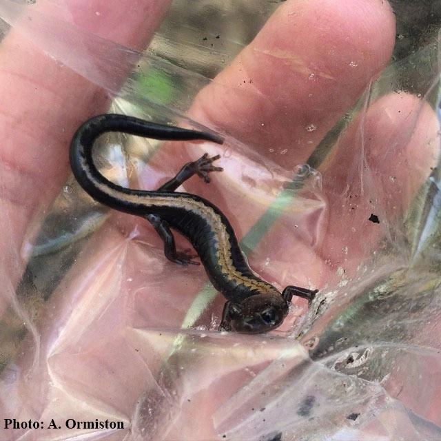 Shenandoah Salamander (Plethodon shenandoah). Photo credit A. Ormiston