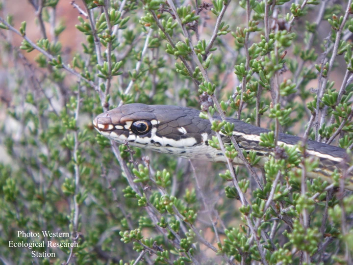 California whipsnake (Masticophis lateralis). Photo credit Western Ecological Research Station