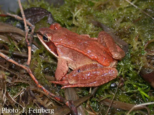 Wood frog (Lithobates sylvaticus). Photo credit J. Feinberg